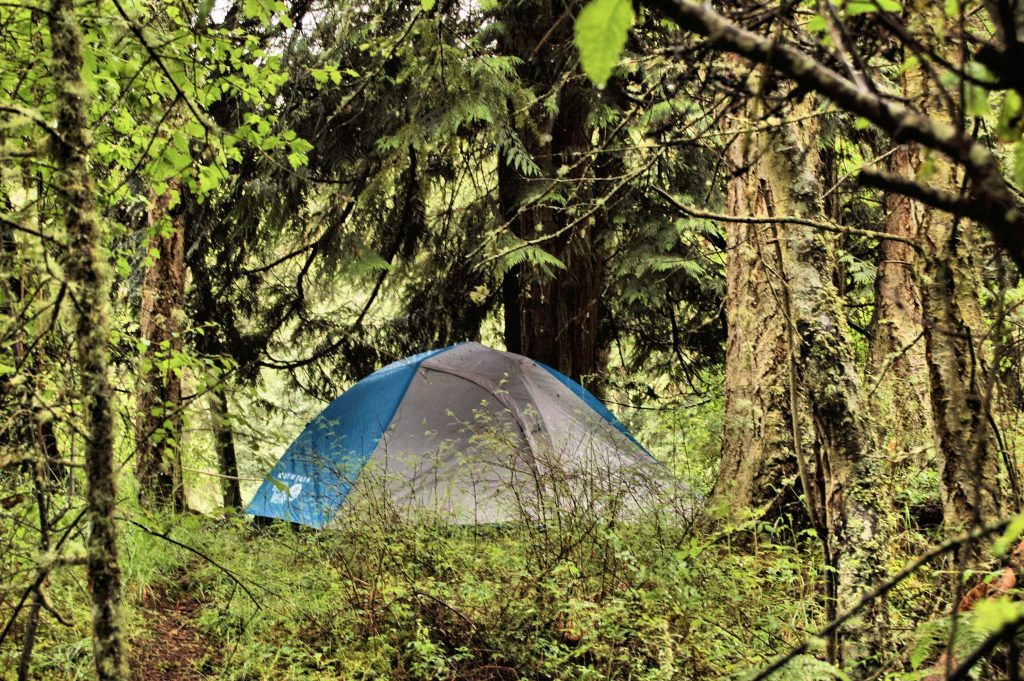 Forest campsite Warbler